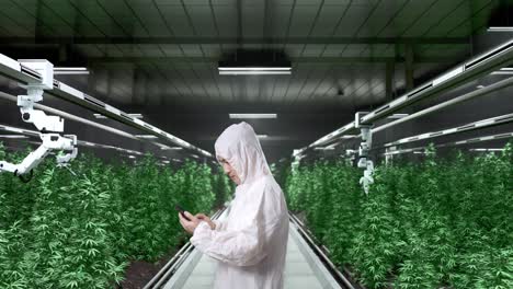 side view of asian marijuana researcher using smartphone while standing in the marijuana greenhouse with smart robotic farmers