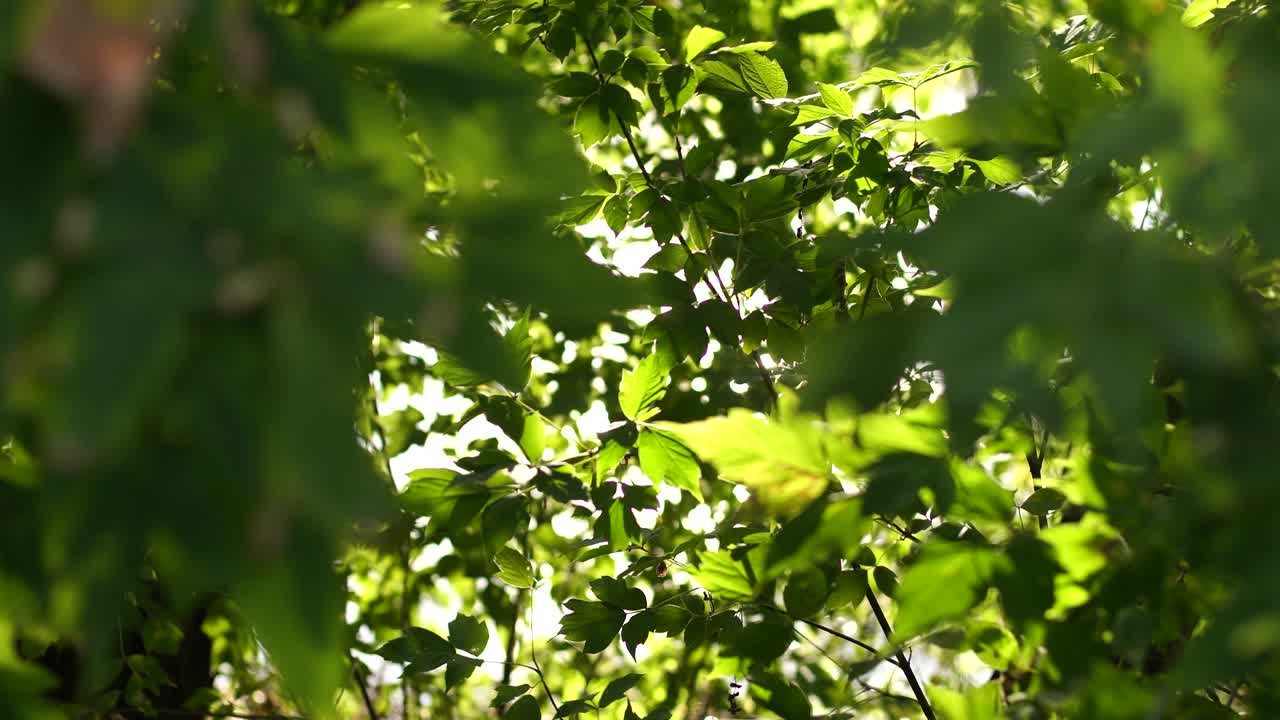 아름다운 초록색, 활기찬 자연 4k 비디오 보케, 추상적인 배경, 오래된 나무의 잎과 부드러운 해가 지는 빛, 나가지와 바람에 불어오는 신선한 잎자루를 통해 투명합니다.