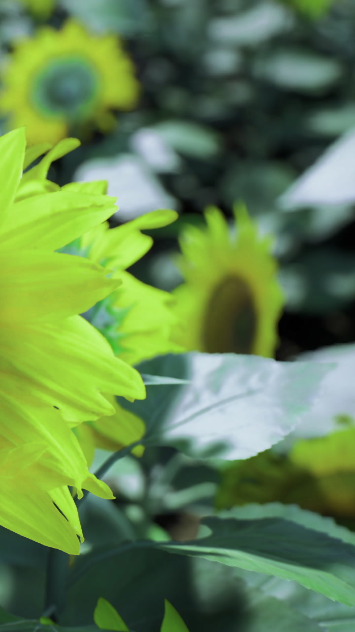 Sunflowers sway gently under bright sunlight in a vibrant garden setting