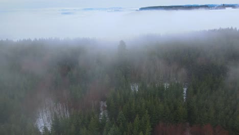 Filmischer-Flug-über-Den-Wald