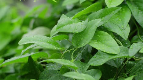 Close-up-of-green-leaves-covered-in-fresh-rainwater-droplets