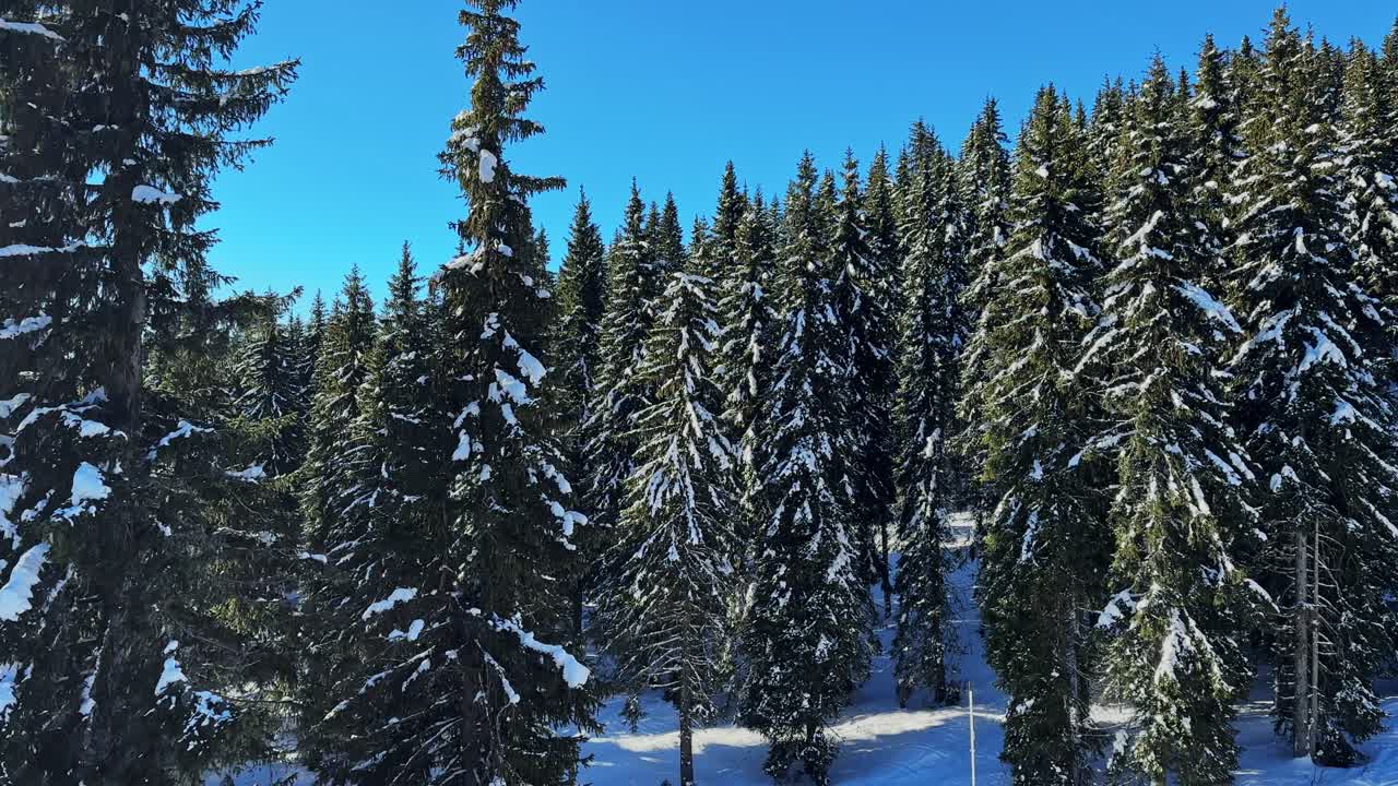 Snowy trees in the Carpathians during winter in Bulgaria