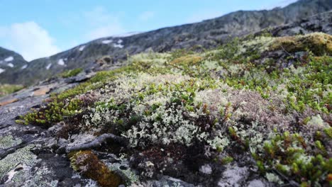 mountain vegetation close-up