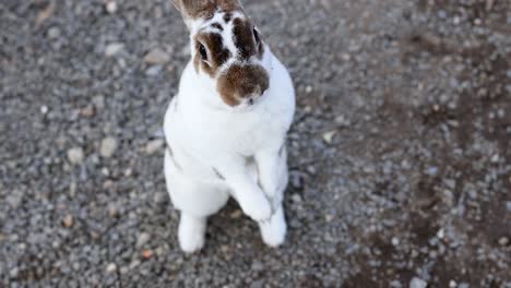 a curious rabbit explores the market surroundings