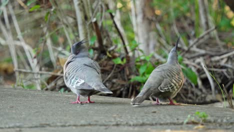un par de palomas de cresta en la acera en los suburbios de australia