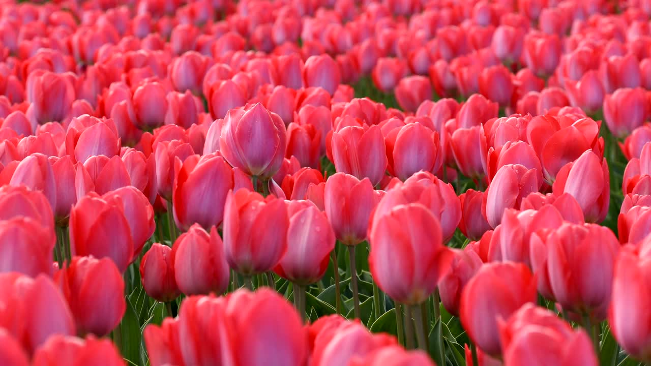 red tulips waving in the wind