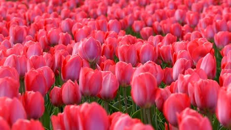 los tulipanes rojos ondeando en el viento