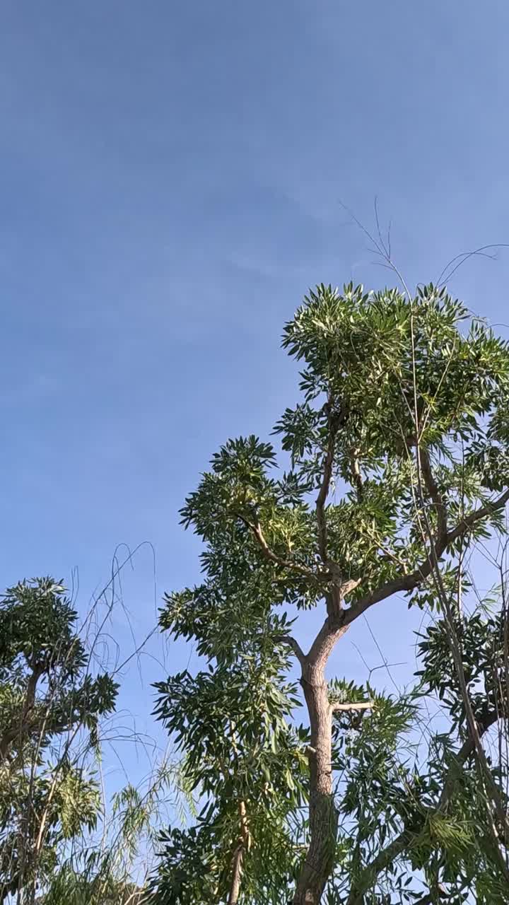 푸른 하늘 을 배경 으로 나무 들 의 위쪽 풍경