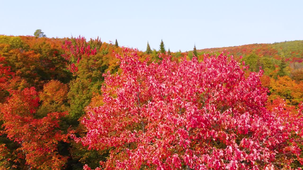 Stunning Autumn Foliage in a Forest