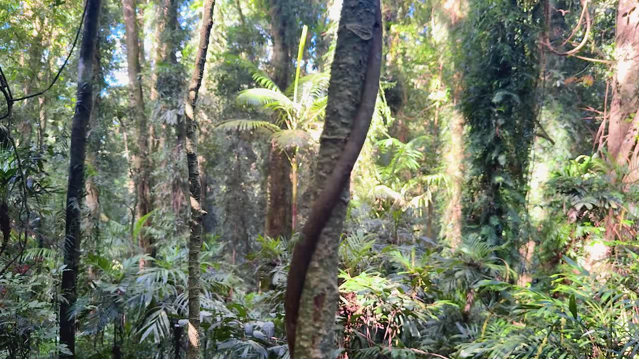 Camera slowly pans across dense fern rainforest, highlighting vibrant foliage and soft natural sunlight