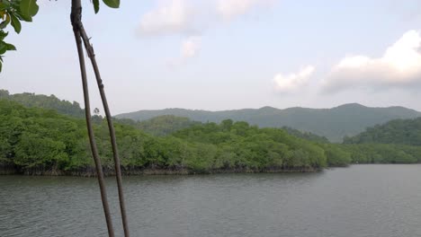 Sliding-wide-angle-view-of-mangrove-forests-in-tropical-wetland-area