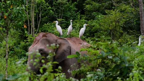 los elefantes asiáticos son especies en peligro de extinción y también son residentes de tailandia