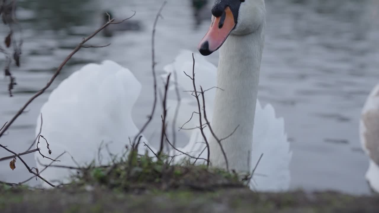 Graceful swan rests at the edge of a serene pond, slow motion, 4k 60fps