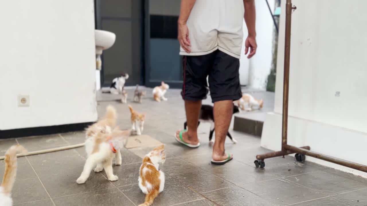 순종적 인 집 고양이 들 이 주인 을 따르고 있다