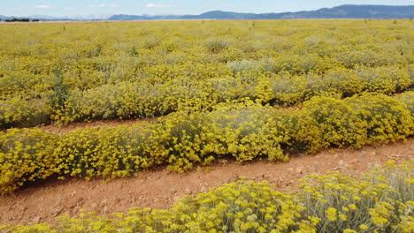 helichrysum italicum o planta de curry flores amarillas agricultura cultivo vista aérea