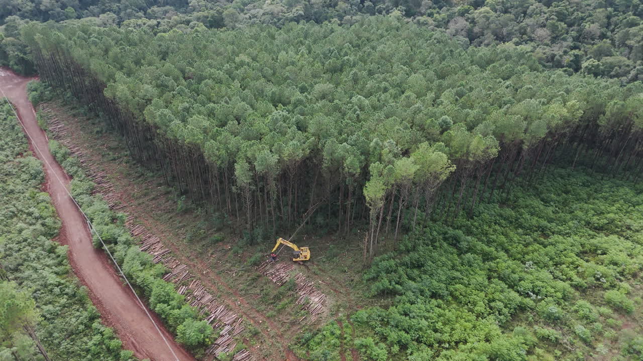 Aerial view of forest managed for commercial forestry activity