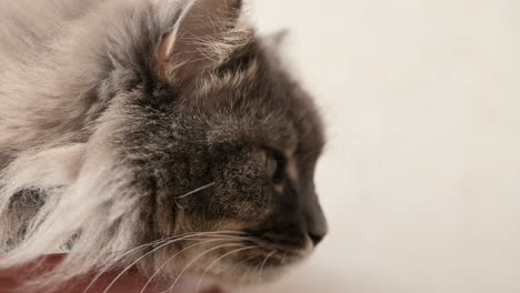 primer plano de un gato gris esponjoso acostado en la mesa y mirando algo