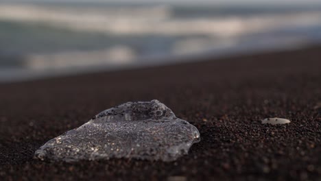 jellyfish on the beach