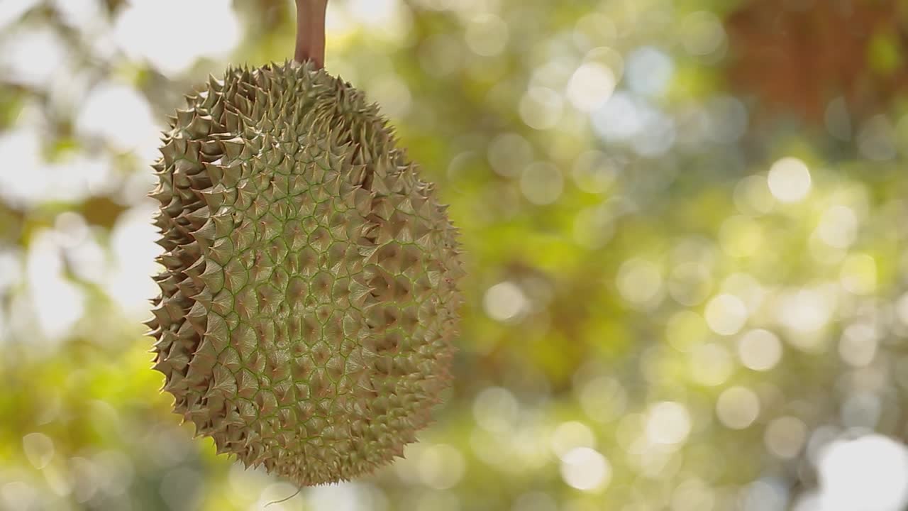 Close Up Footage of Golden and Beautiful Durian Crop, The King Of Fruit