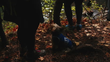 dog hiking with people in autumn forest