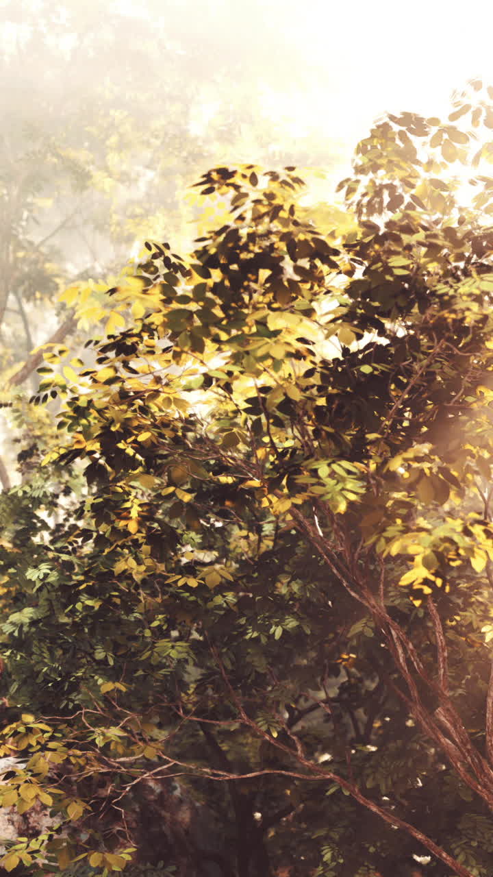 안개 숲의 해가 뜨는 것