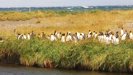 Pingüinos-Magallánicos-Patagónicos-Que-Anidan-En-Campos-De-Animales-Marinos-Del-Entorno-Natural-Cerca-Del-Agua-De-Mar-En-La-Frontera-Argentina-Y-Chilena,-Fauna-En-La-Patagonia