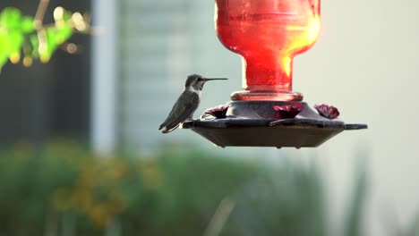 Inclinación-Hacia-Arriba-En-Un-Primer-Plano-De-Un-Colibrí-Comiendo-En-Un-Alimentador-De-Colibrí-Rojo-En-El-Patio-Trasero,-Scottsdale,-Arizona