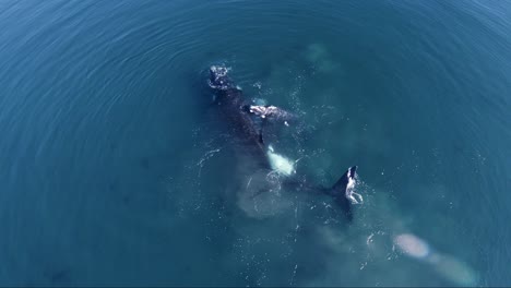 Southern-Right-Whales-In-The-Deep-Blue-Patagonian-Sea-In-Patagonia,-Argentina---top-down-drone-shot