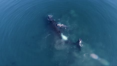 Südliche-Glattwale-Im-Tiefblauen-Patagonischen-Meer-In-Patagonien,-Argentinien---Drohnenaufnahme-Von-Oben-Nach-Unten