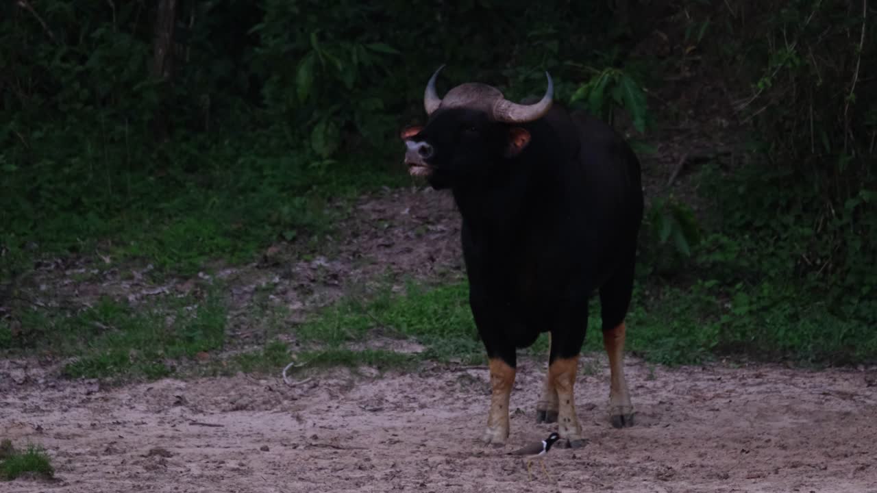 Wagging its tail while licking the ground for salt, the Indian Bison Bos gaurus is standing at the edge of the forest, as a red-wattled wagtail is passing by, inside Kaeng Krachan National Park