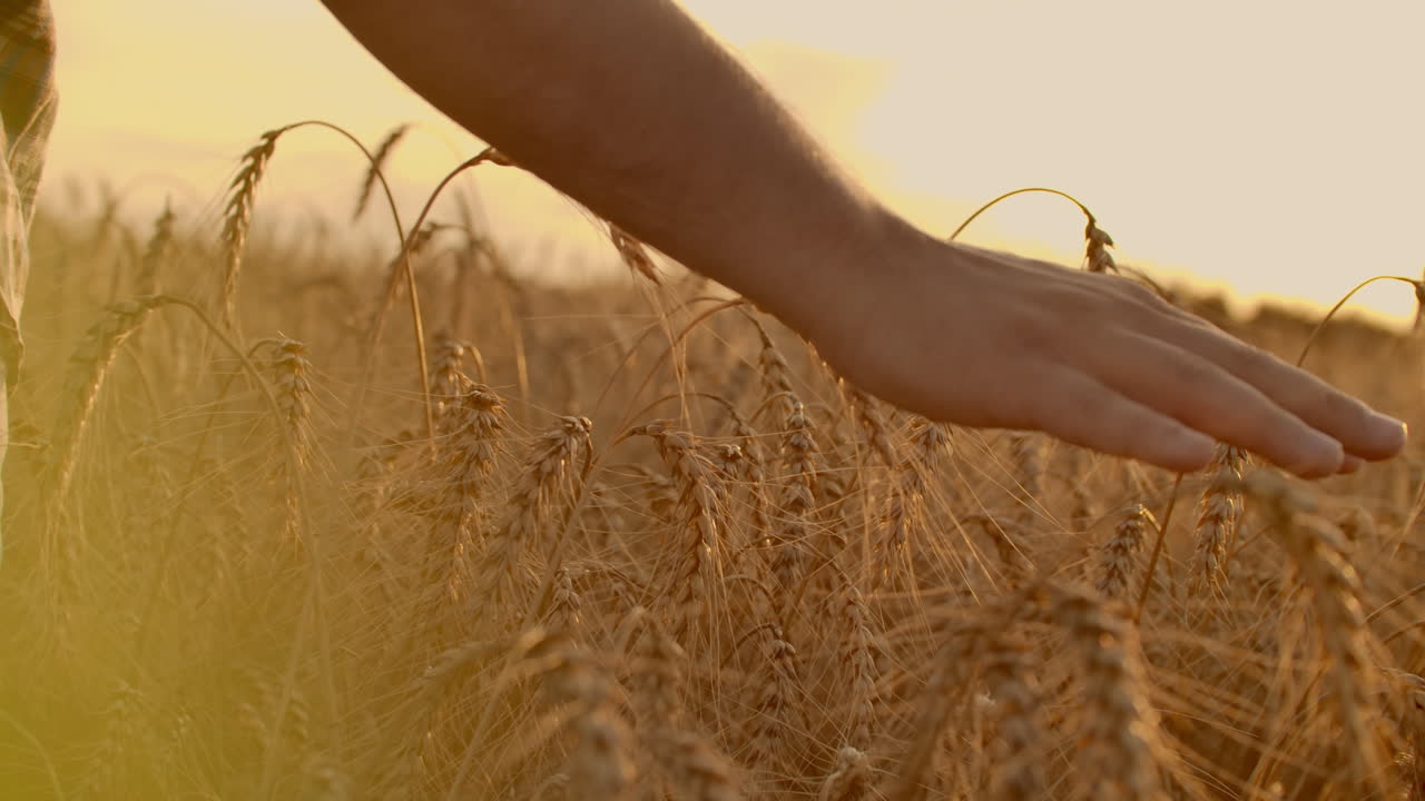 orejas de trigo en la mano de la mujer. campo al atardecer o al amanecer. cosecha. concepto