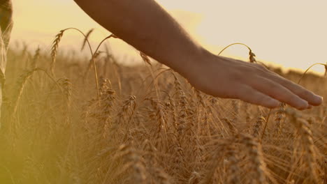 wheat ears in woman hand. field on sunset or sunrise. harvest. concept