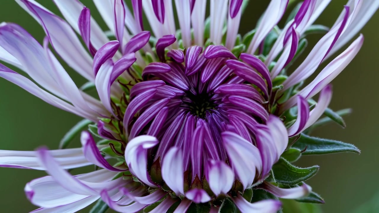 Time-lapse di un fiore di aster viola e bianco che sboccia