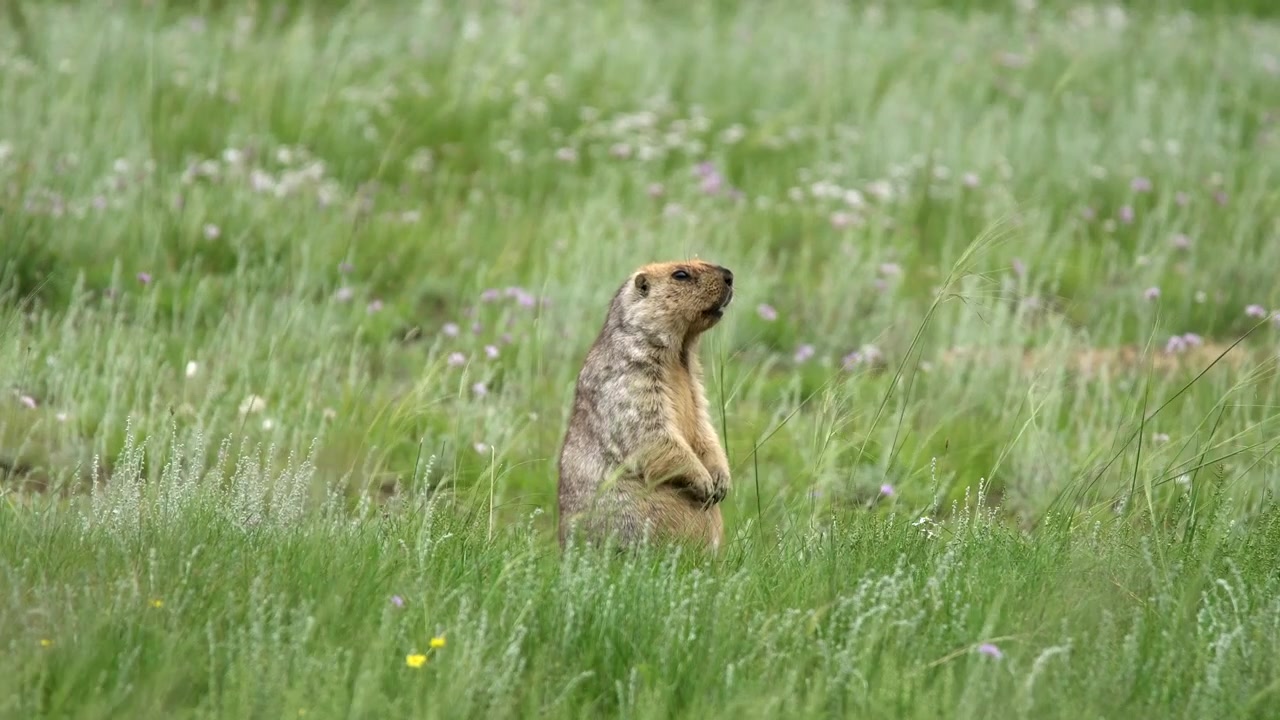 Alert Marmot Standing Upright in a Grassy Meadow