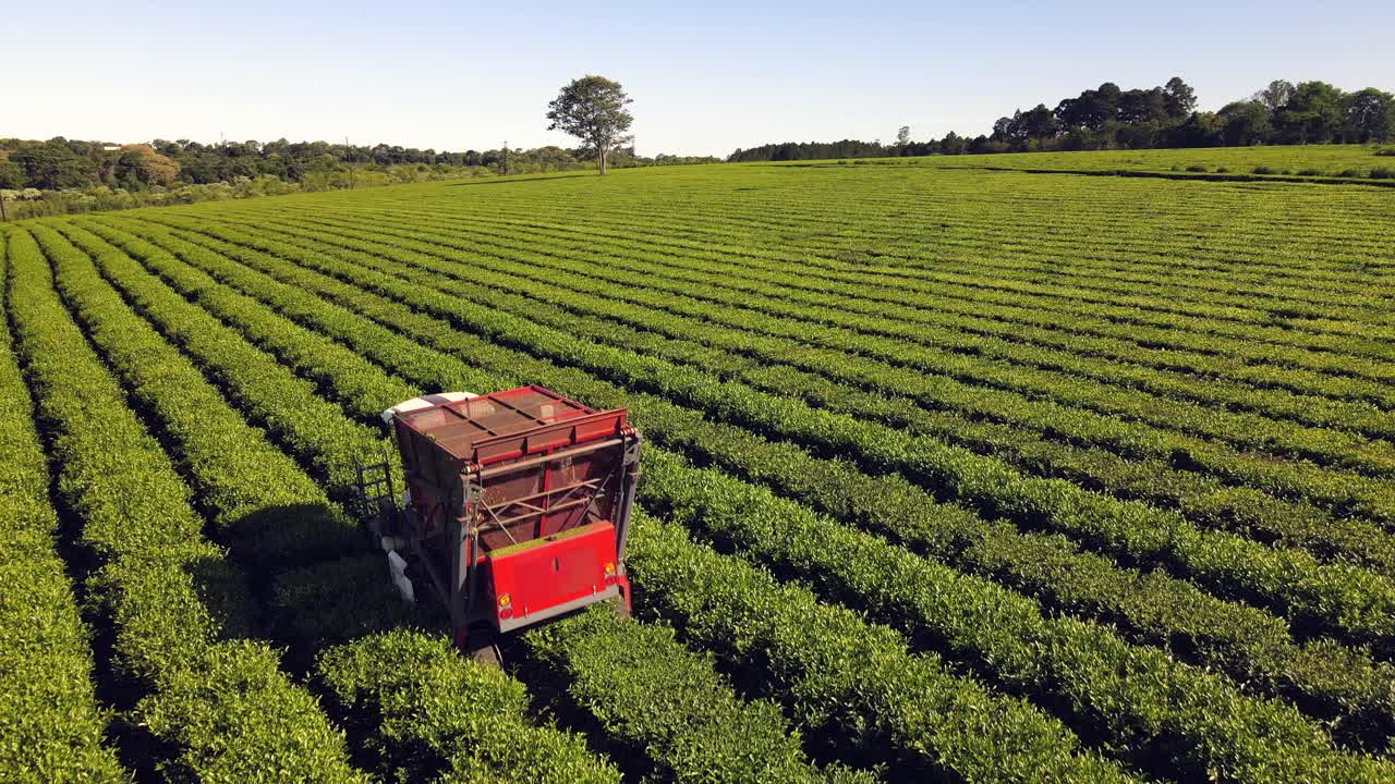 "Harvesting machine collecting green tea on a beautiful day