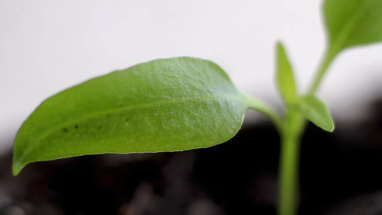 pequeñas plántulas de plantas verdes que crecen en macetas de plástico dentro de un invernadero metrajes