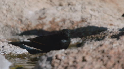 Toma-En-Cámara-Lenta-De-Un-Estornino-De-Alas-Pálidas-Bañándose-En-Un-Pequeño-Charco-Que-Se-Ha-Formado-En-Una-Grieta-De-Una-Roca,-Toma-De-Primer-Plano