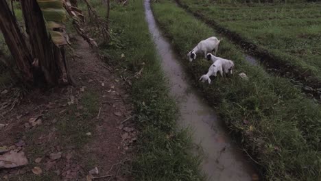 the mother and two young goats are eating grass by the river