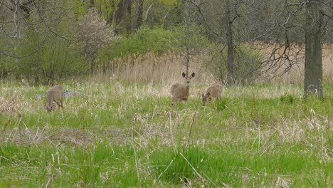 Family-group-of-reindeer-eating-green-grass-in-a-natural-unpolluted-environment