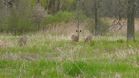 family group of reindeer eating green grass in a natural unpolluted environment