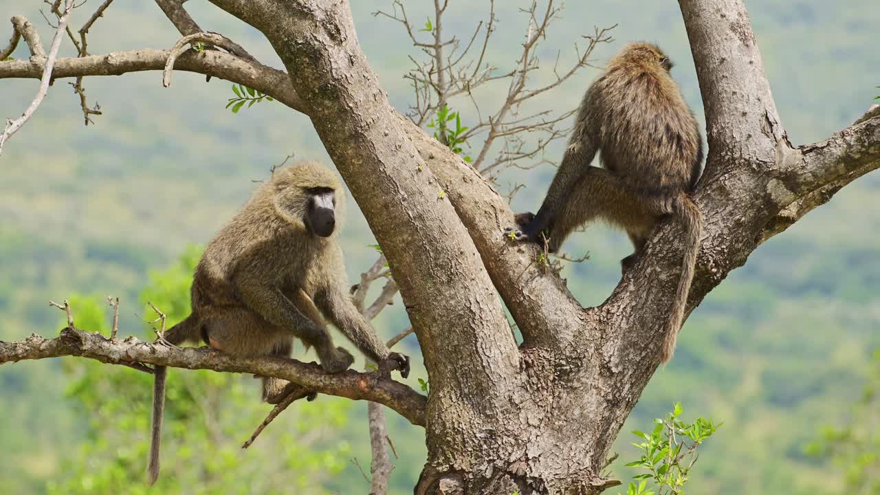 dos babuinos sentados en un árbol vigilando el exuberante desierto africano en la reserva nacional de masai mara, kenia, áfrica animales de safari en la reserva norte de masai mara