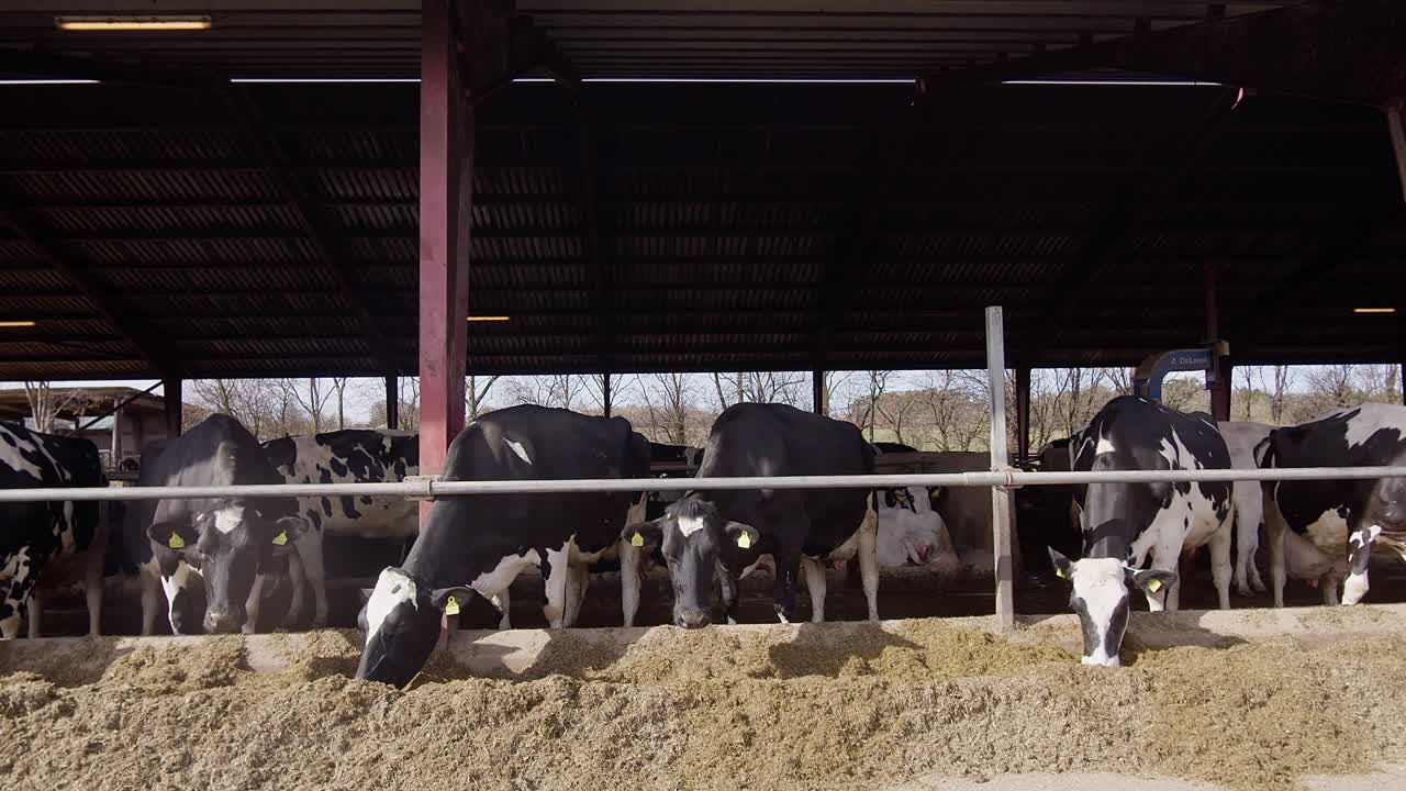 Modern farm cowshed with dairy cows eating hay, dairy farm