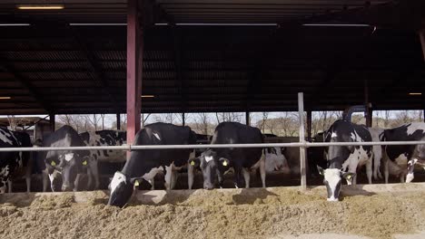 Modern-farm-cowshed-with-dairy-cows-eating-hay,-dairy-farm