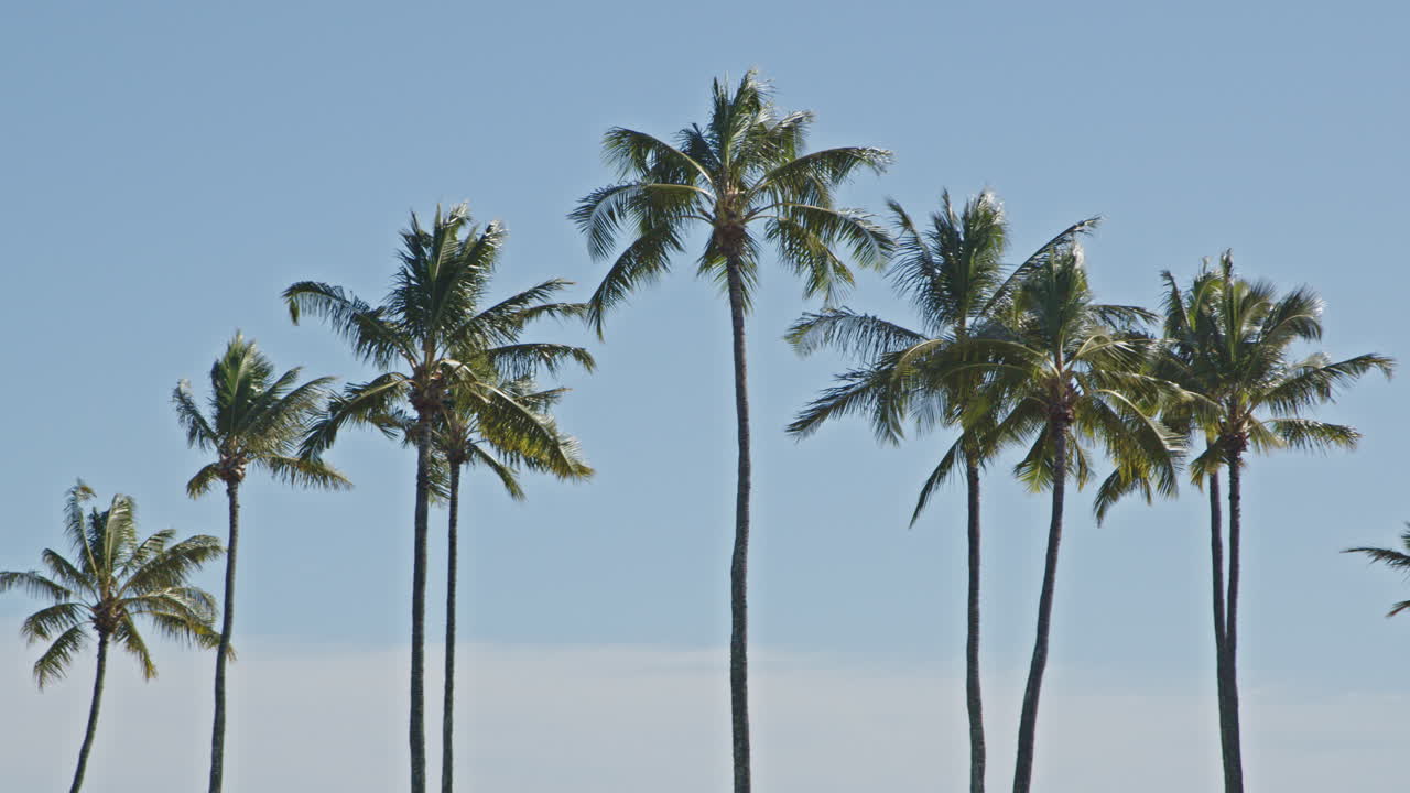 Hawaii palm trees blowing in the wind in and out of focus
