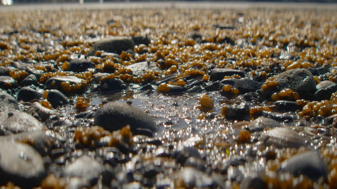 Seixos molhados e algas douradas em uma poça de maré em uma praia costeira