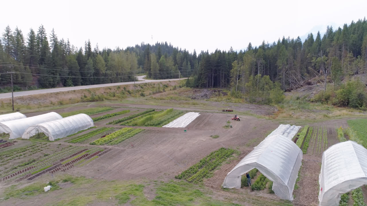 растения в теплице 4k