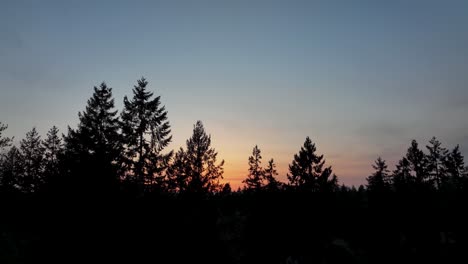 aerial view of silhouetted trees in the sunset