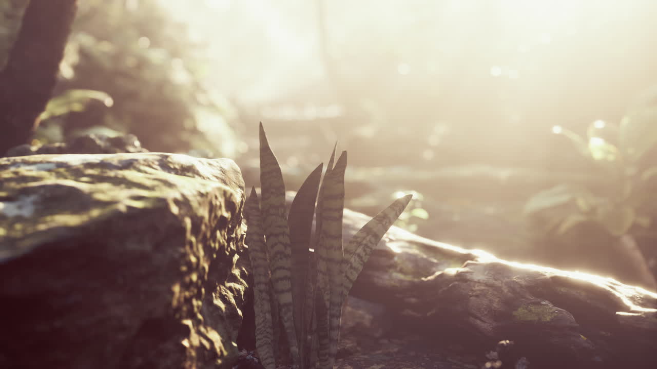 primer plano de una roca con una planta que crece en un bosque tropical