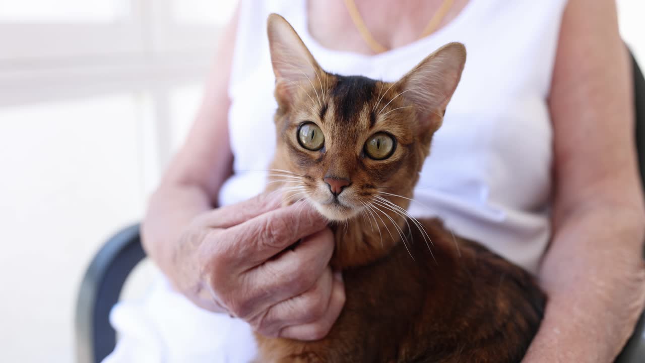 Cat being held by a woman