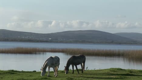 Stockvideos-Von-Connemara